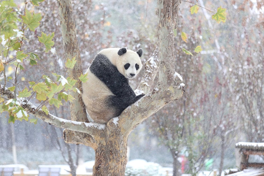 Panda in the wild, China