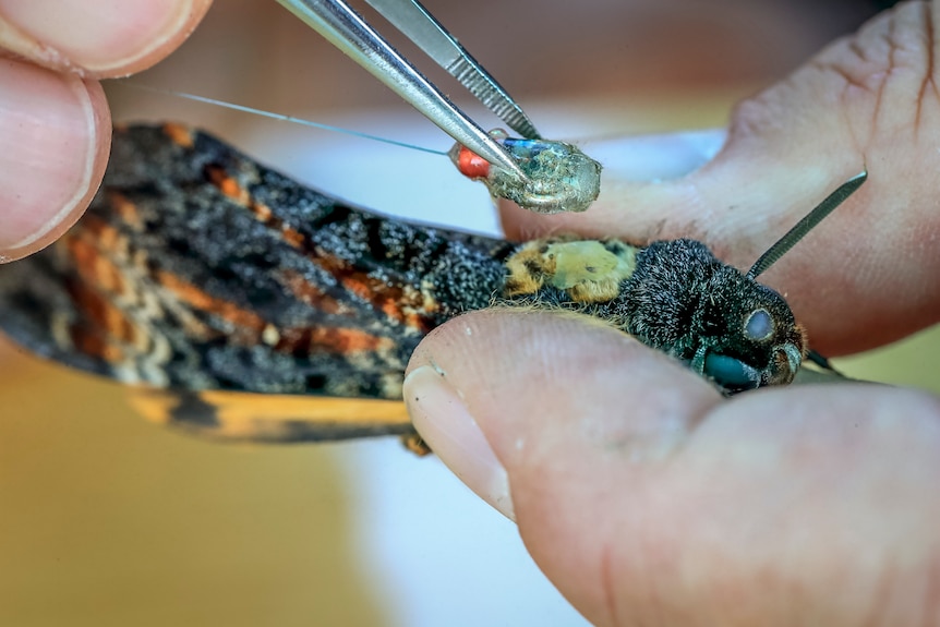 A moth is fixed with a tiny radio tag weighing just 0.2 grams.