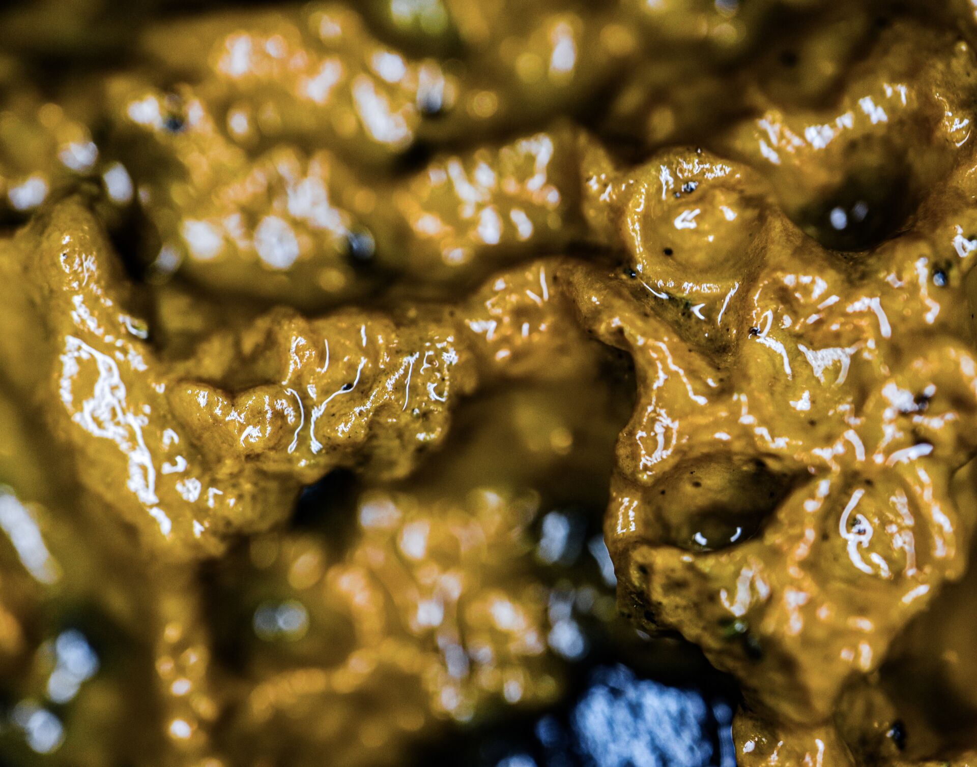 Biofilms – they’re everywhere