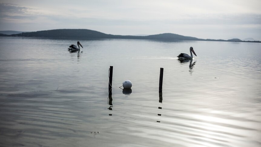 Pelicans floating past Valdene Diprose's artwork.