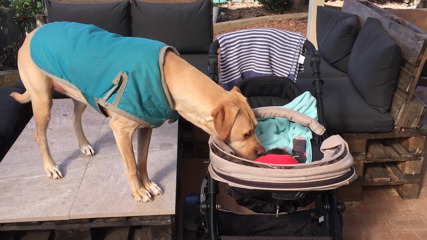 A dog standing on a platform sniffs a child in a pram.