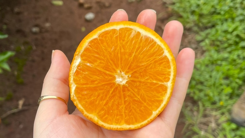 a seedless orange cut in half in a hand on a farm
