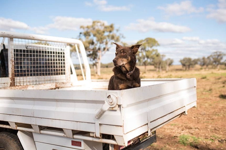 A kelpie sits in a ute tray.