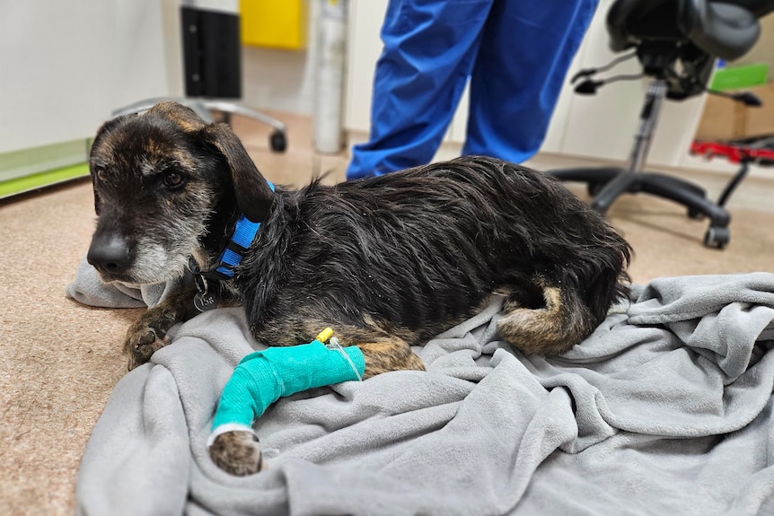 Atticus the lost dog with cast on paw