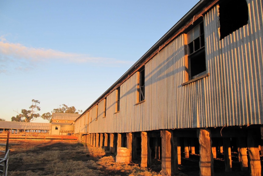 North Tuppal woolshed at dawn