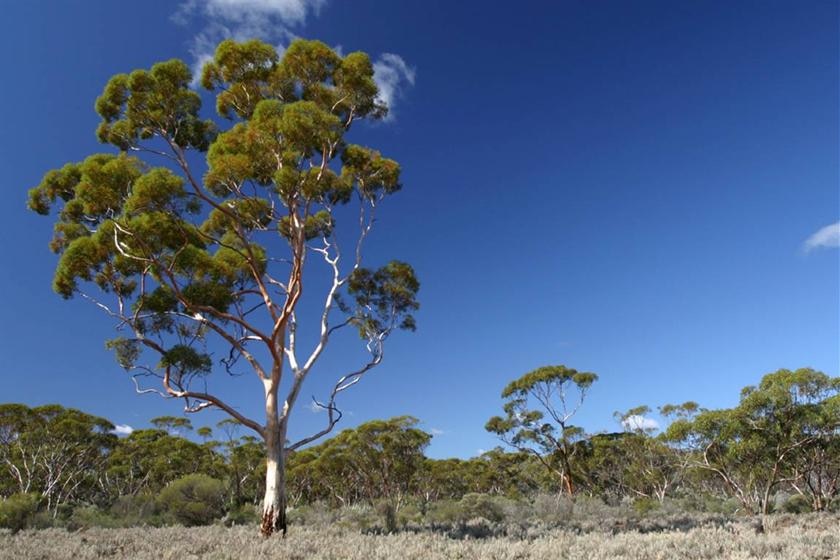 Mining push for pristine wilderness