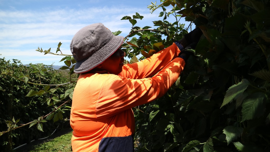 a woman wearing a bright orange shirt reaches into a blackberry plant