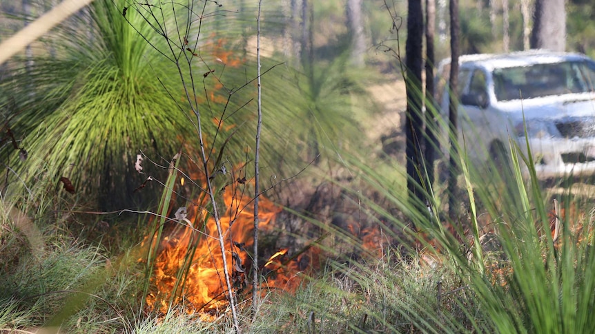 A controlled fire is burning next to green grass trees with a vehicle in the background