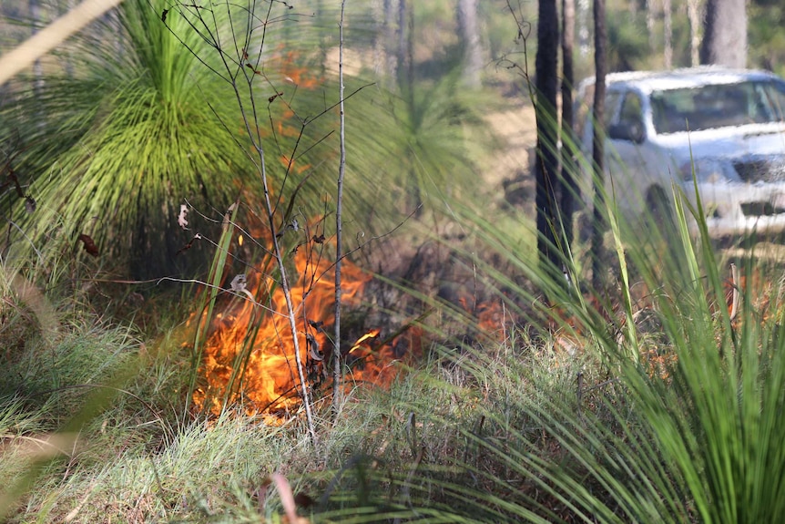 A controlled fire is burning next to green grass trees with a vehicle in the background