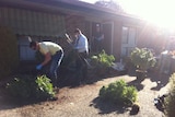 Cannabis plants at Kaleen house