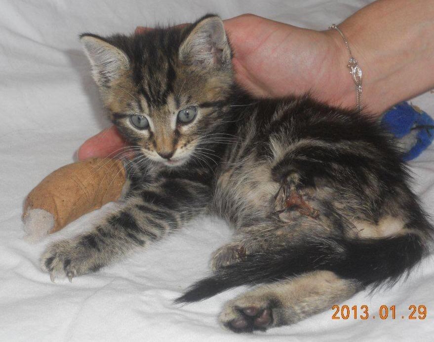 RSPCA takes action after kitten thrown from car - ABC News