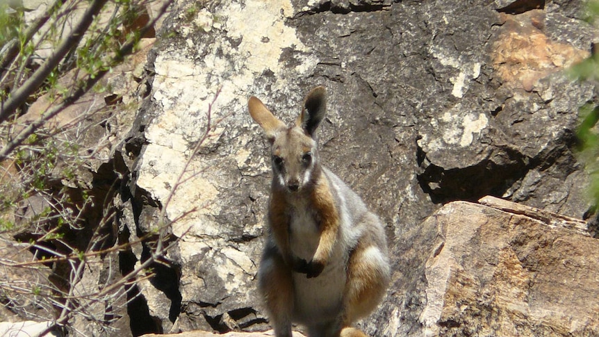 A yellow-footed rock wallaby pictured in front of a rocky outcrop.
