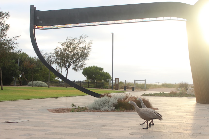 The two geese walk past the whale tail sculpture in Esperance