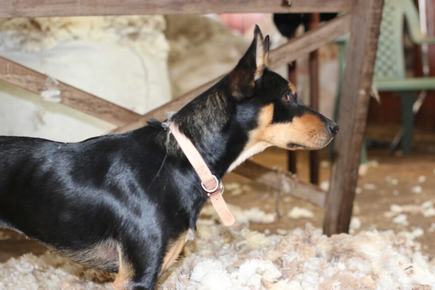 A kelpie watches on in the shearing shed at Nick Hulland's farm.