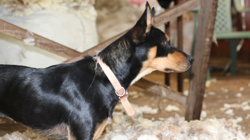 A kelpie watches on in the shearing shed at Nick Hulland's farm.