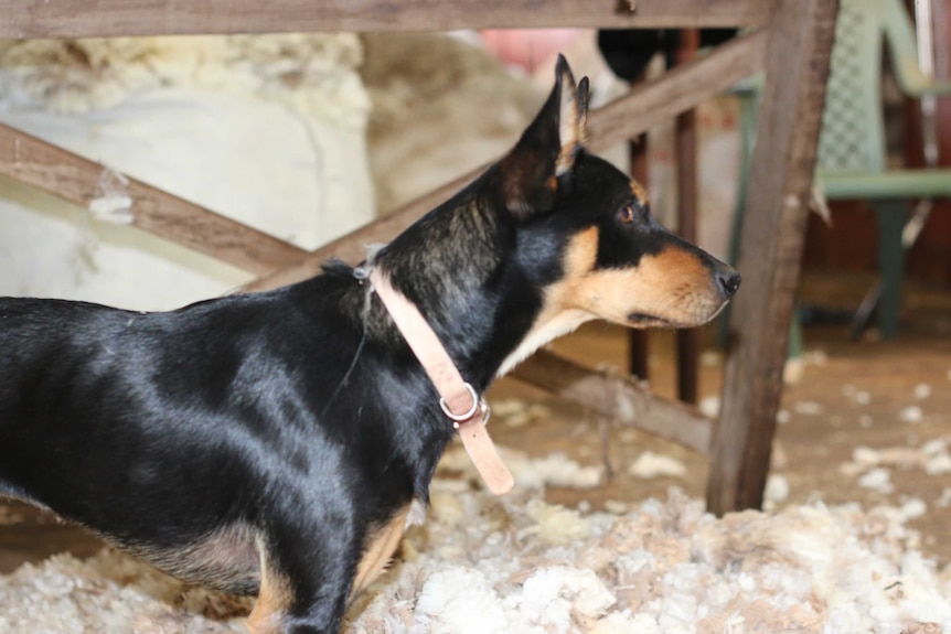 A kelpie watches on in the shearing shed at Nick Hulland's farm.