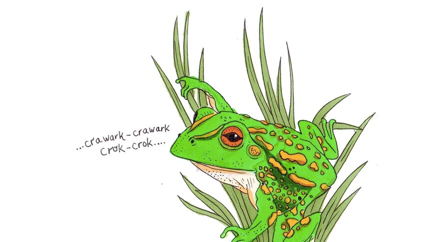 A bright green frog perched in grass, calling: "Crawark-crawark-crok-crok."