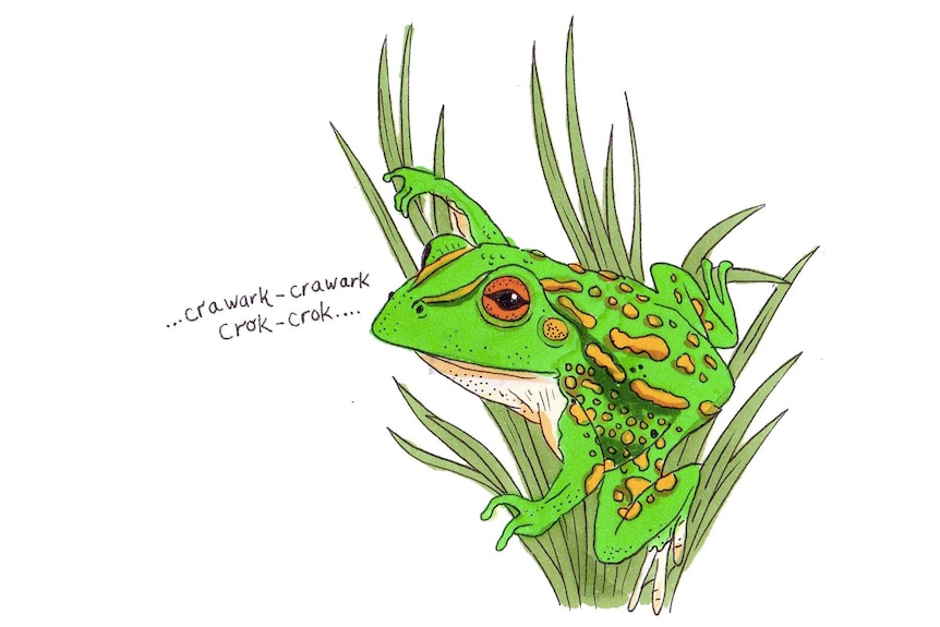 A bright green frog perched in grass, calling: "Crawark-crawark-crok-crok."