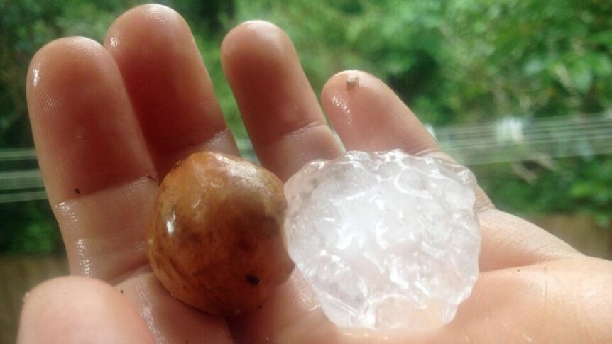 Macadamia-sized hail