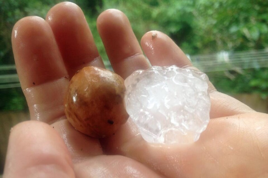 Macadamia-sized hail