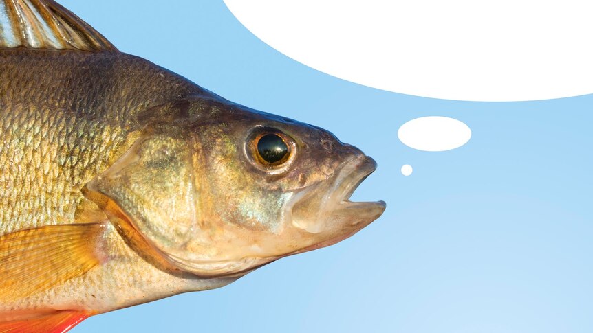 Cartoon of a fish with a speech bubble