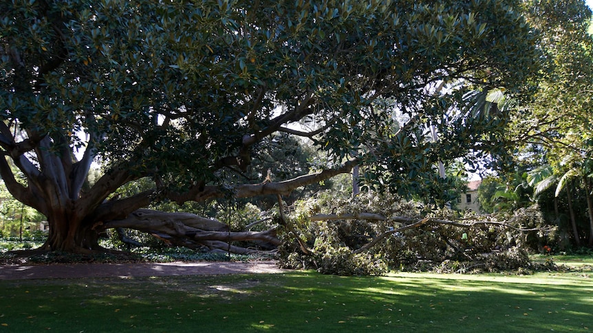 A large Moreton Bay fig tree with several large limbs broken off.