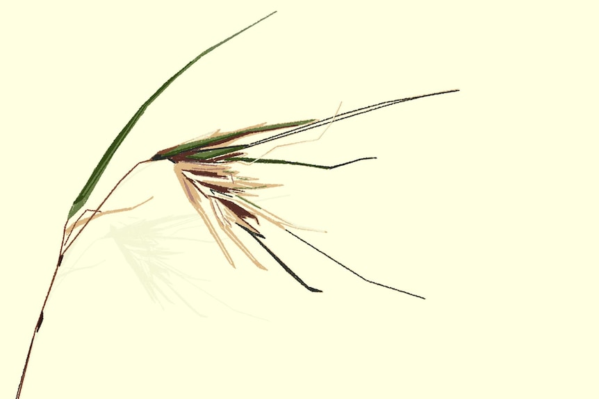 Kangaroo grass in a field for a story about native Australian plants