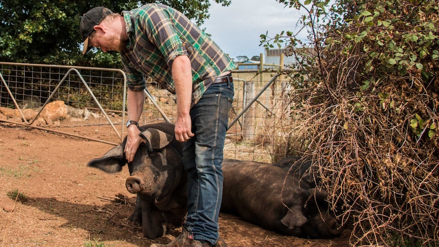 Will Bennett pats one of his breeder pigs on his farm in central Victoria.