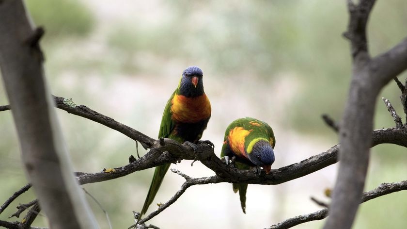 Rainbow lorikeets