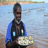 Arafura oysters reach Darwin in major milestone for Indigenous aquaculture project