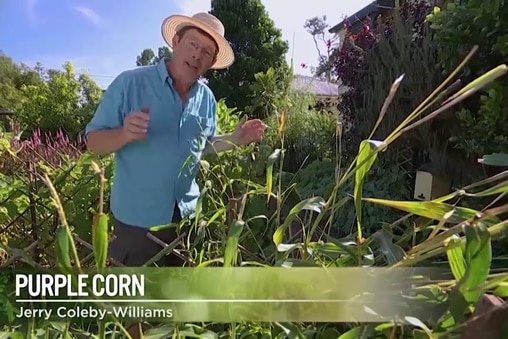 Jerry Coleby-Williams stands in a garden surrounded by tall corn plants illustrating our Gardening Australia episode recap.