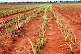 A close shot of rows of green garlic sprouts shooting out of ploughed red dirt