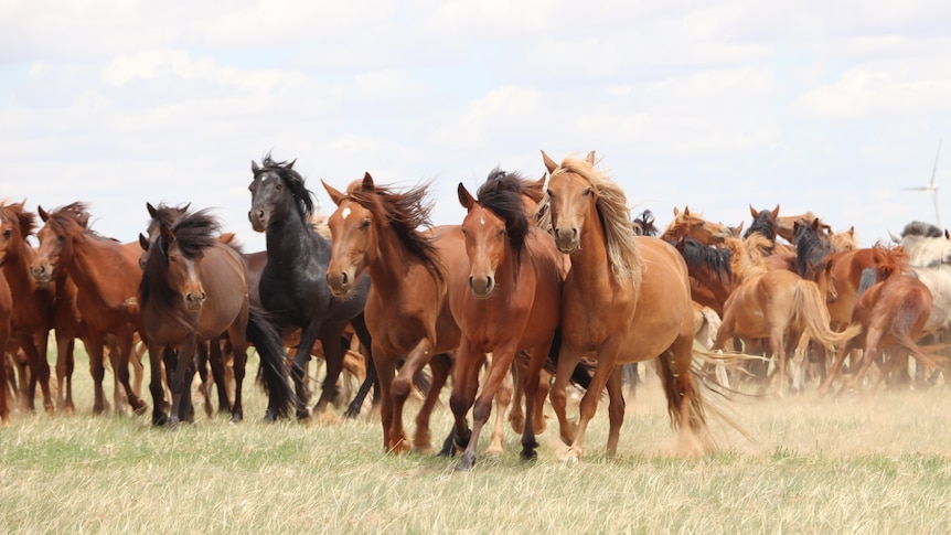 Horses running in the steppes of Inner Mongolia