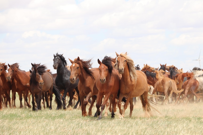 马群在内蒙古草原上奔驰