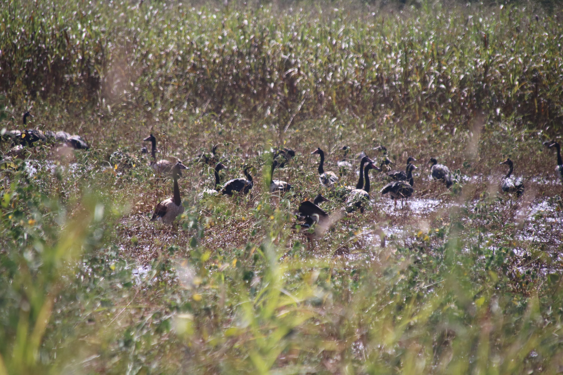 A flock of magpie geese are simmering in a wet paddock among tall grass. 