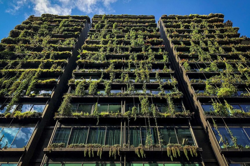 Sydney high-rise building photographed from street level showing plants growing down its sides.