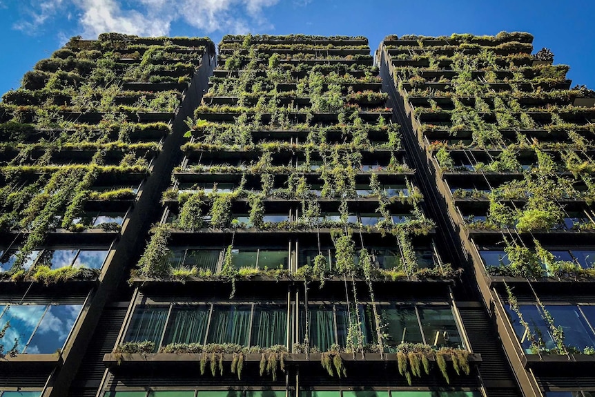 Sydney high-rise building photographed from street level showing plants growing down its sides.