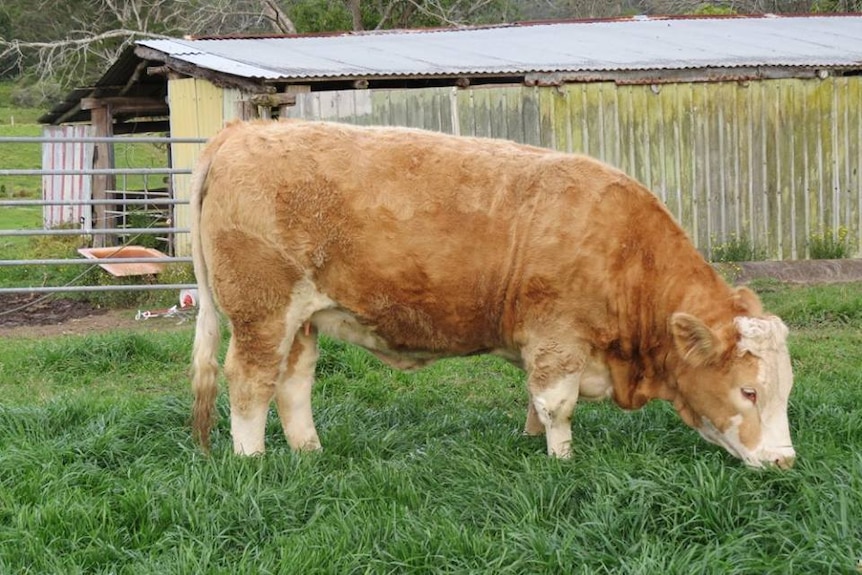 A Simmental heifer.