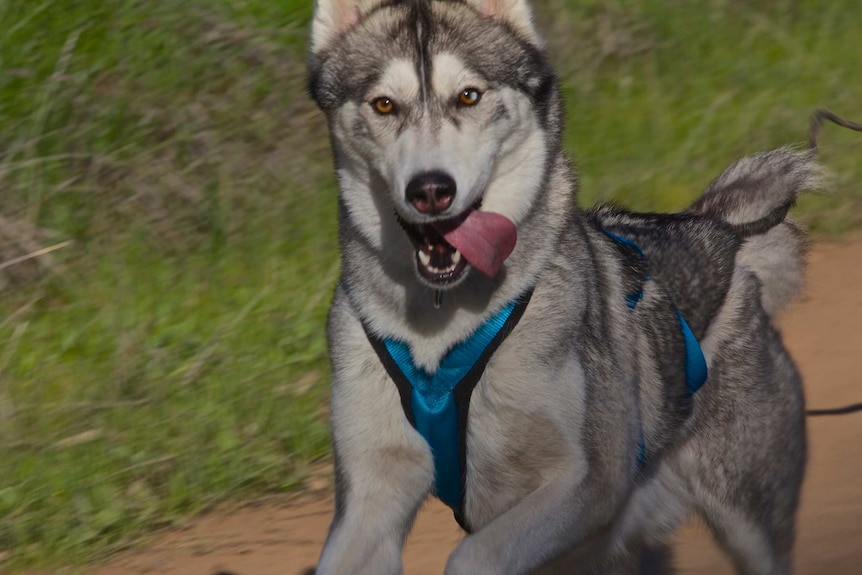 A happier dog