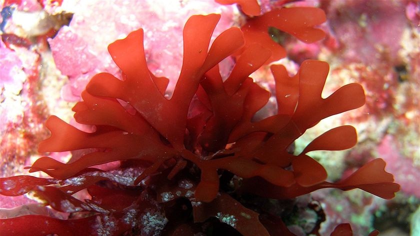 Seaweed in southern Australia