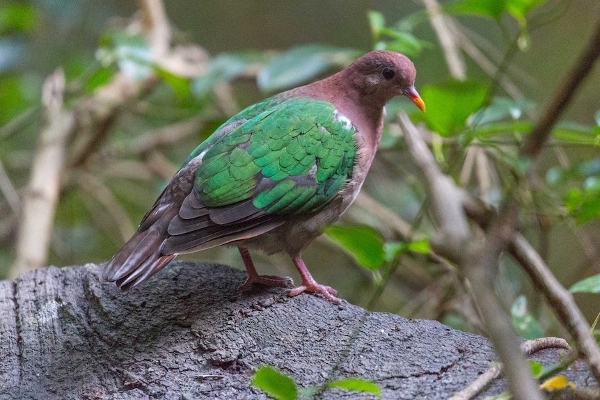 A Pacific Emerald Dove perches on a tree branch