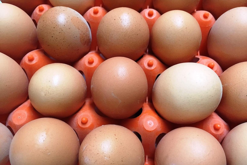 Close up of fresh eggs