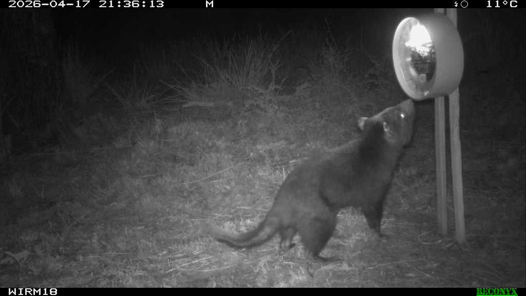 Night cam footage of a tassie devil sniffing a circular bait dispenser that is shining a light on the devil.