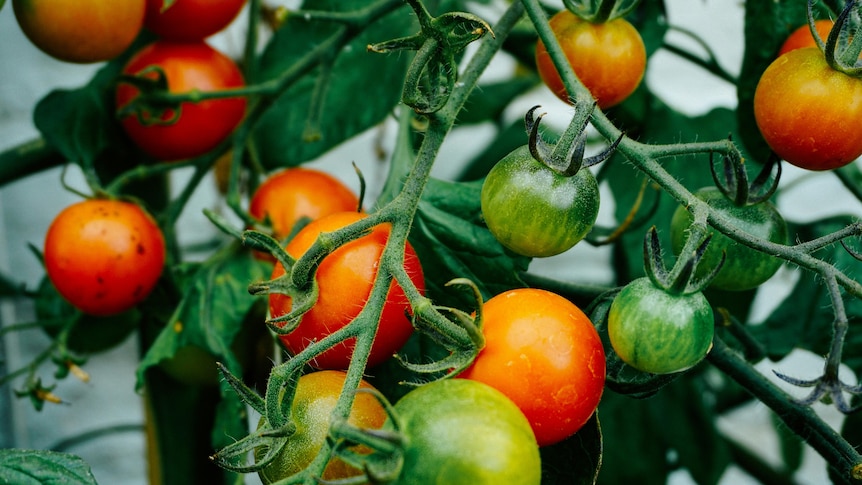 Ripe and unripe tomatoes on the vine
