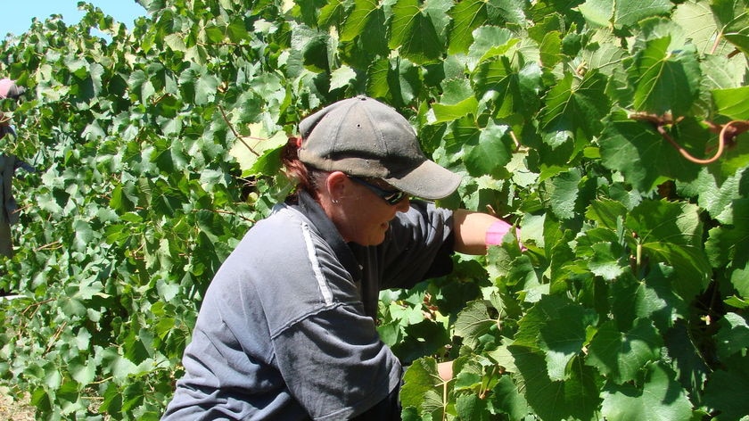 Harvesting grapes