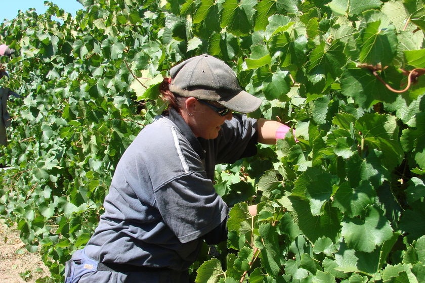 Harvesting grapes