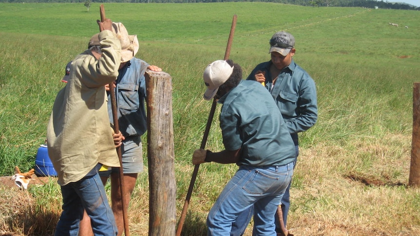 Young indigenous men learn cattle industry skills at an employment training program at Delta Station