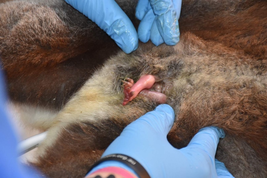 A vet inspects a tiny koala joey inside a mother's pouch.