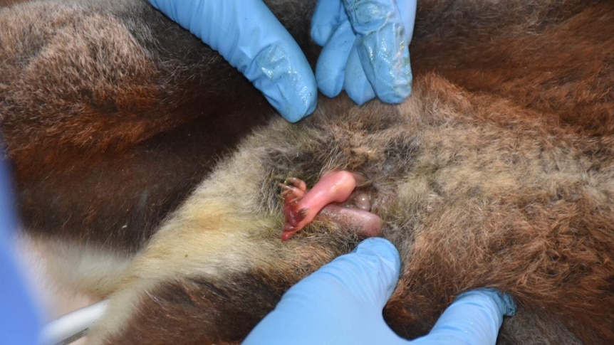 A vet inspects a tiny koala joey inside a mother's pouch.