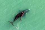 A southern right whale and its calf